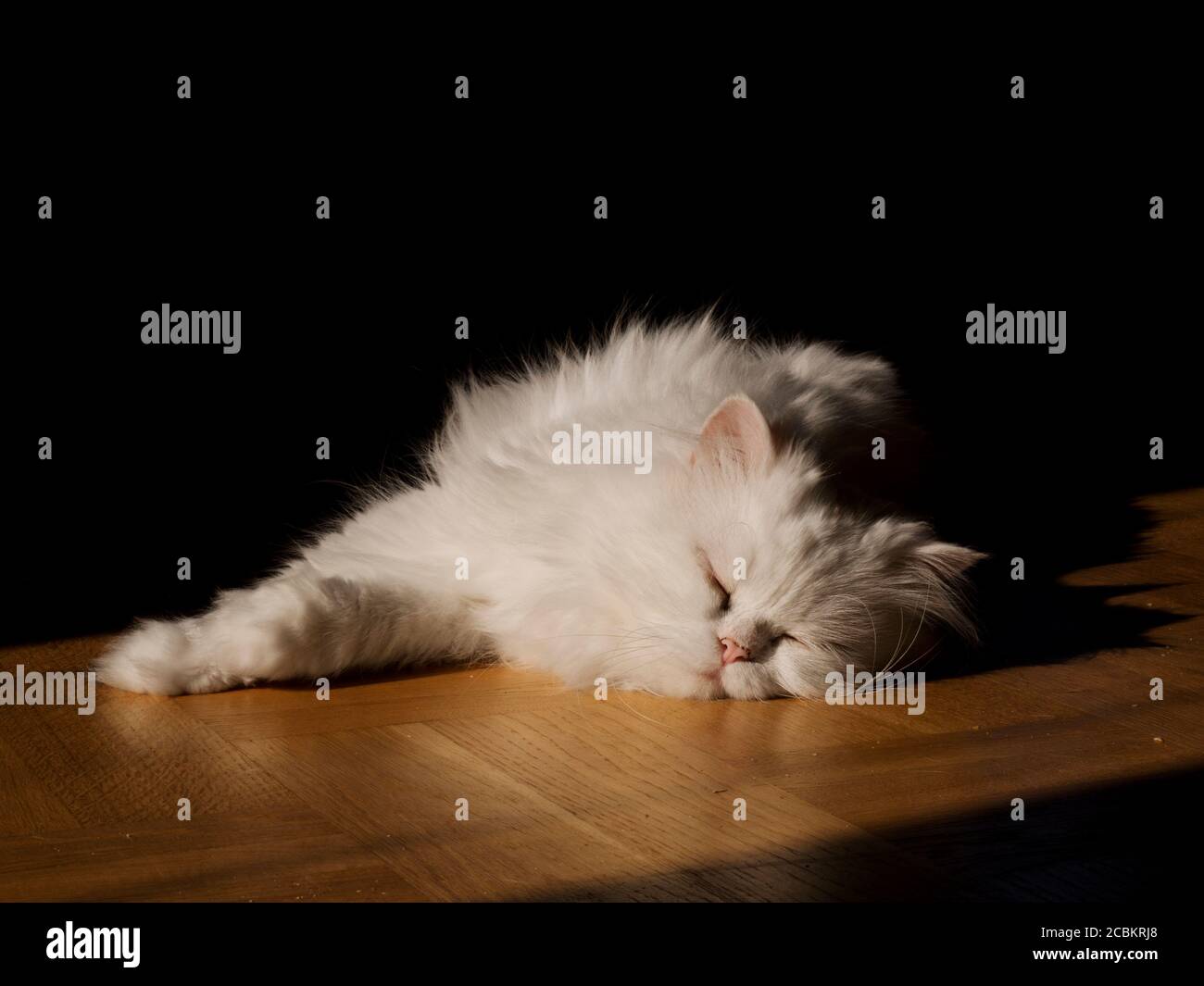 White fluffy cat relaxing in a sunny spot on hardwood floor Stock Photo ...