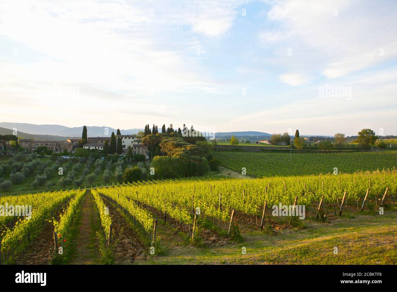 Vineyard, Florence, Italy Stock Photo