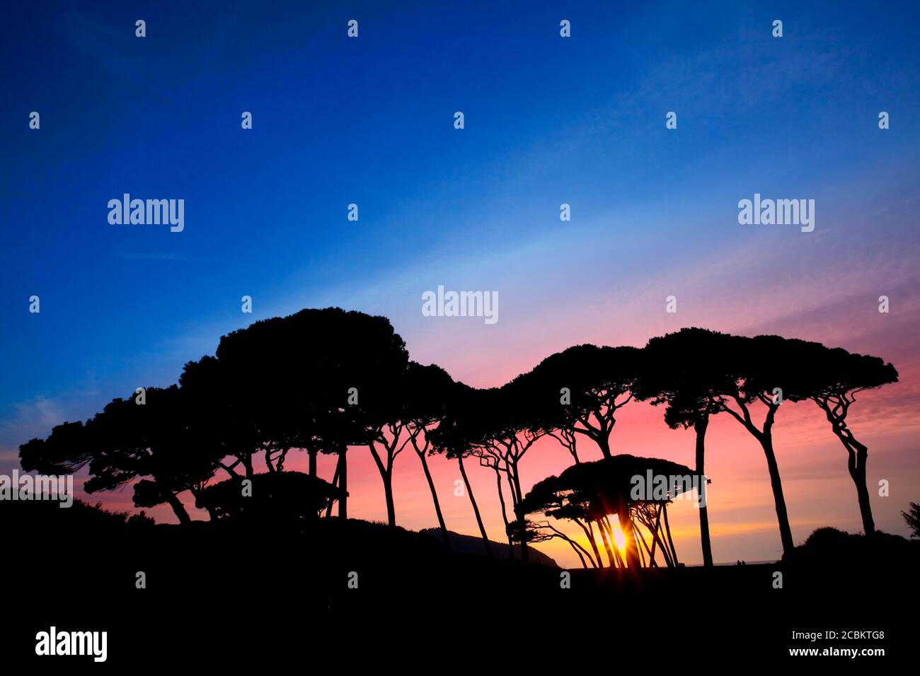 Pine trees at sunset, Baratti Gulf, Maremma, Tuscany, Italy Stock Photo