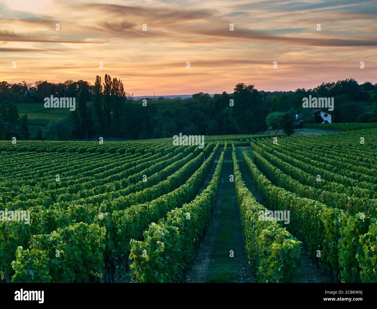 Vineyard, Bordeaux, France Stock Photo Alamy
