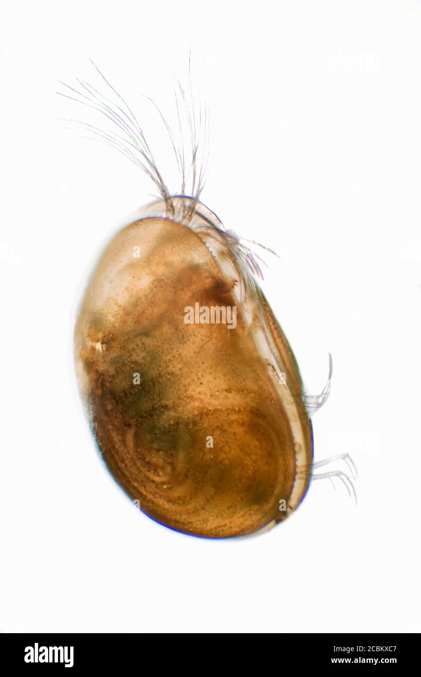 Microscopic view of ostracod Stock Photo