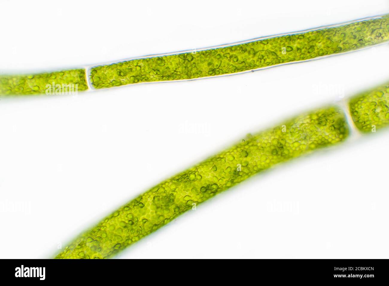 Microscopic view of green algae Stock Photo