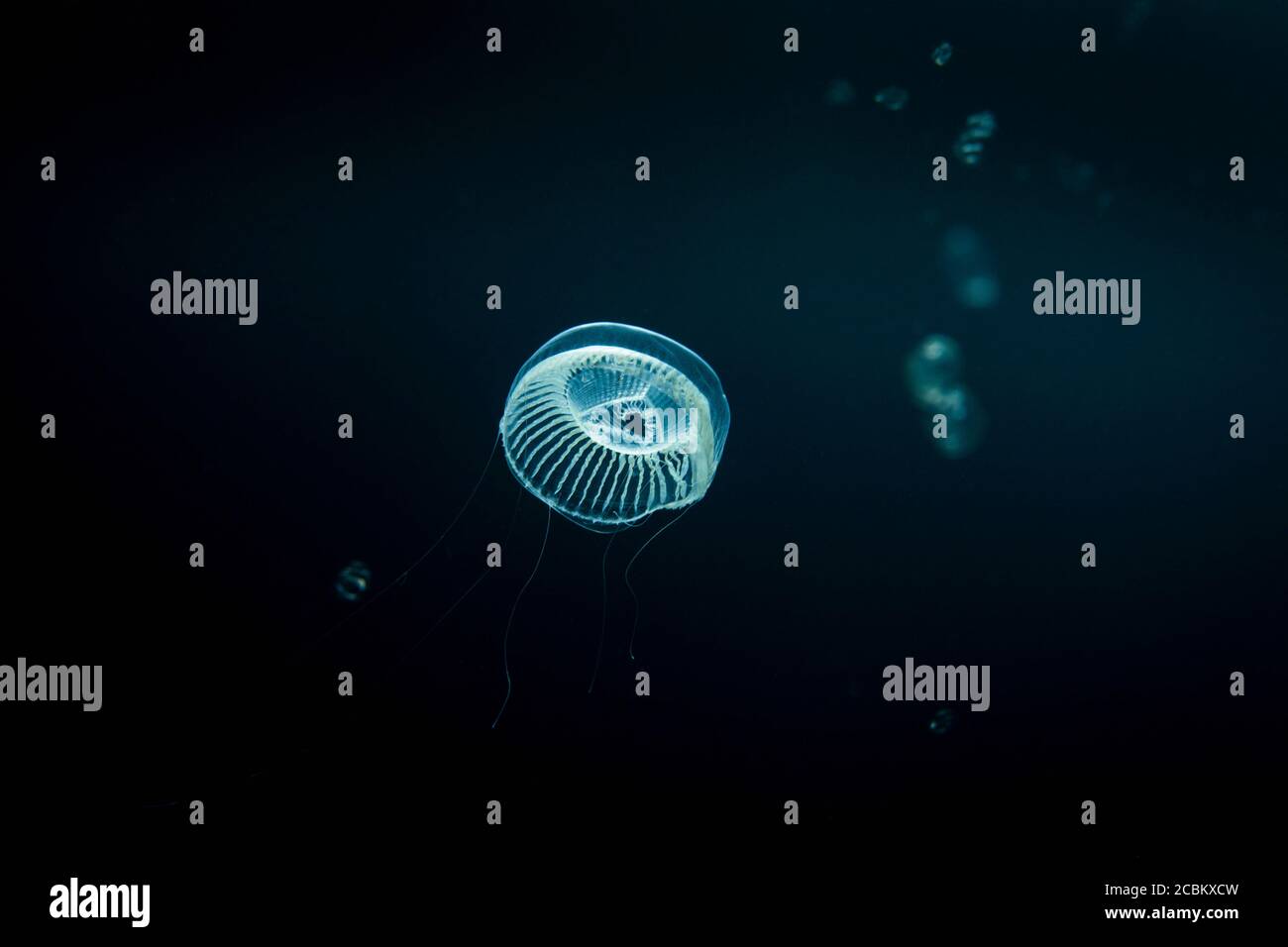 Jellyfish swimming underwater Stock Photo Alamy