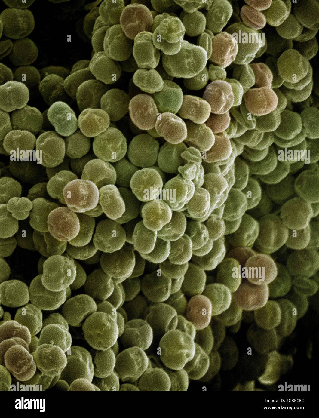 Microscopic view of pollen grains Stock Photo