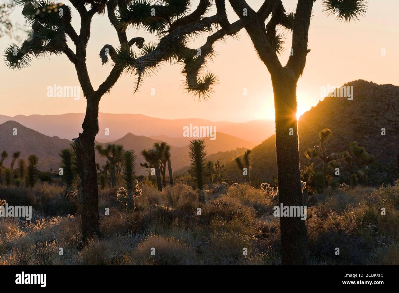 Joshua Tree National Park at dusk, California, USA Stock Photo