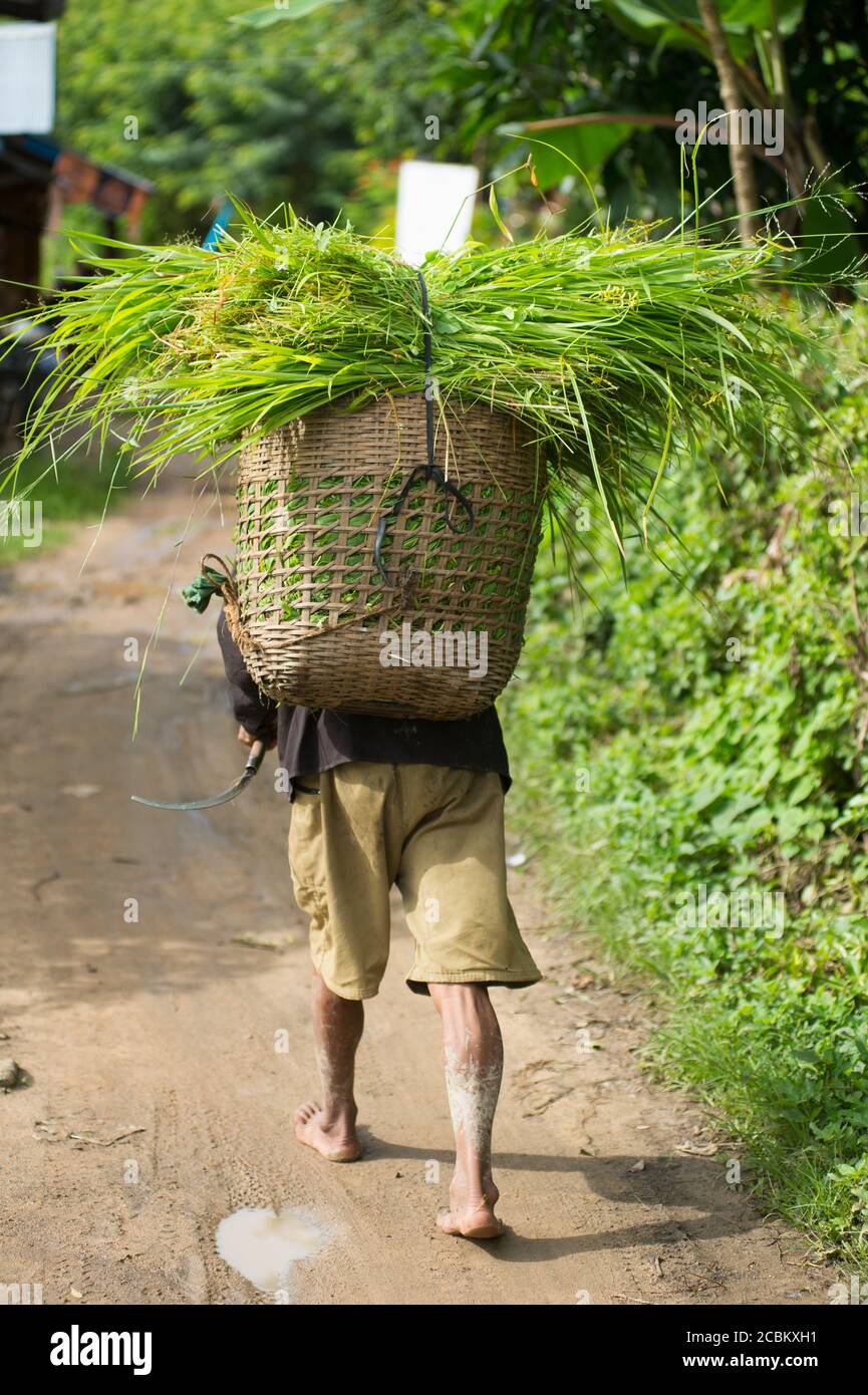 Person carrying plants on back, rear view, Kengtung, Shan State, Myanmar Stock Photo