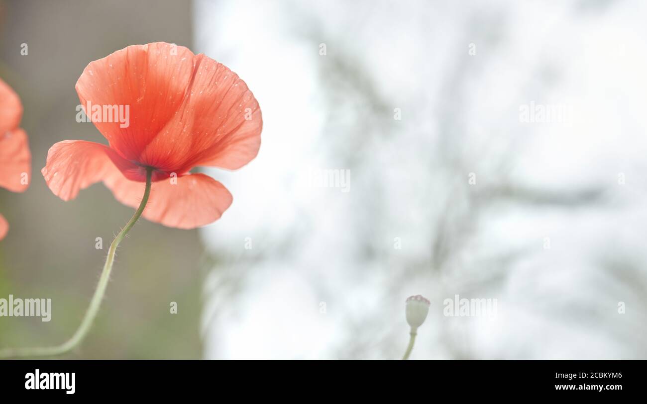 romantic image of red poppy in nature. Stock Photo