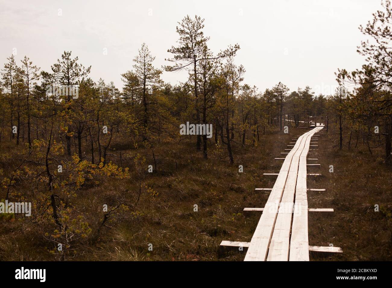 Raised walkway in Kemeri National Park, Latvia Stock Photo