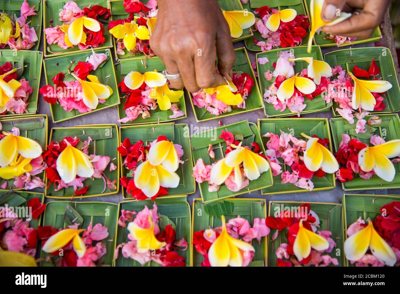 Woman preparing flower offerings, close-up, Bali, Indonesia Stock Photo