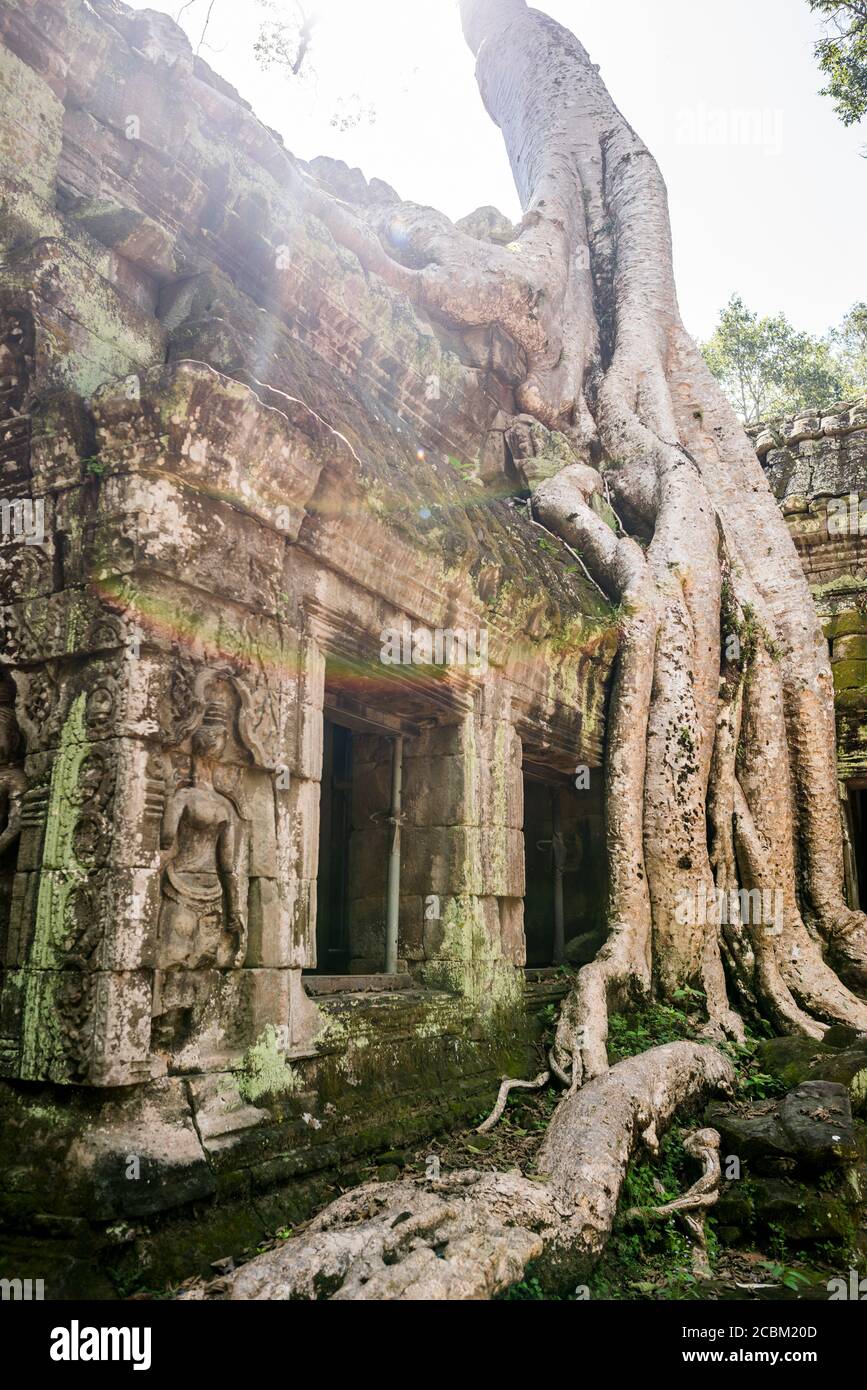 Temple ruins and tree roots at Ta Phrom, Angkor Wat, Cambodia Stock Photo