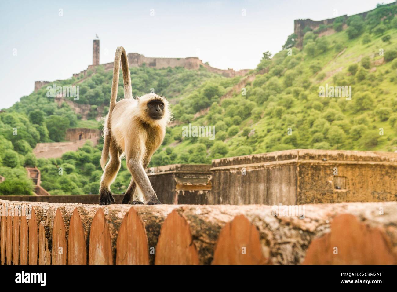 Monkey, Amber fort, Jaipur, Rajasthan, India Stock Photo - Alamy