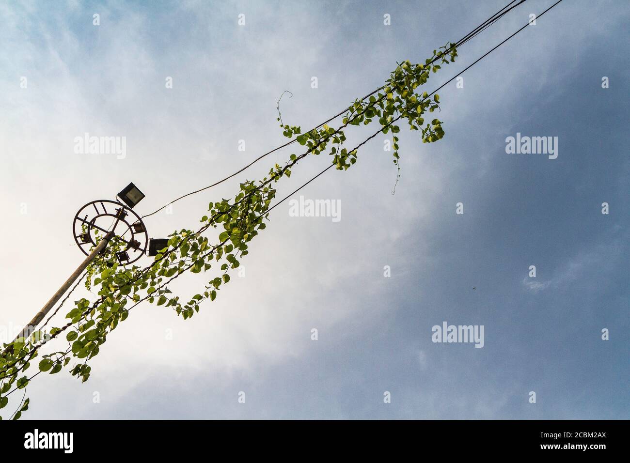 Climbing plant growing on telephone wire, low angle view, Delhi, India Stock Photo