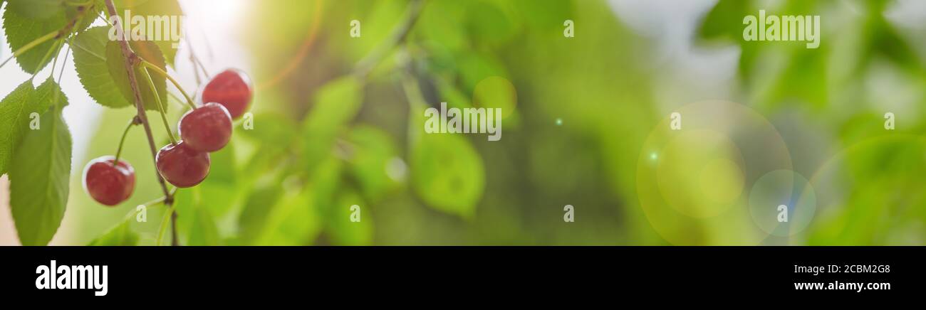 Fresh ripe cherry on nature background. Selective focus. Banner for designe site. Stock Photo