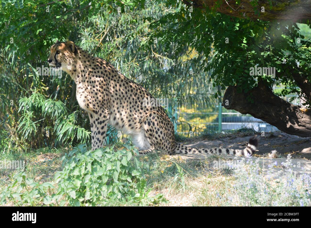 Cheetah Stock Photo