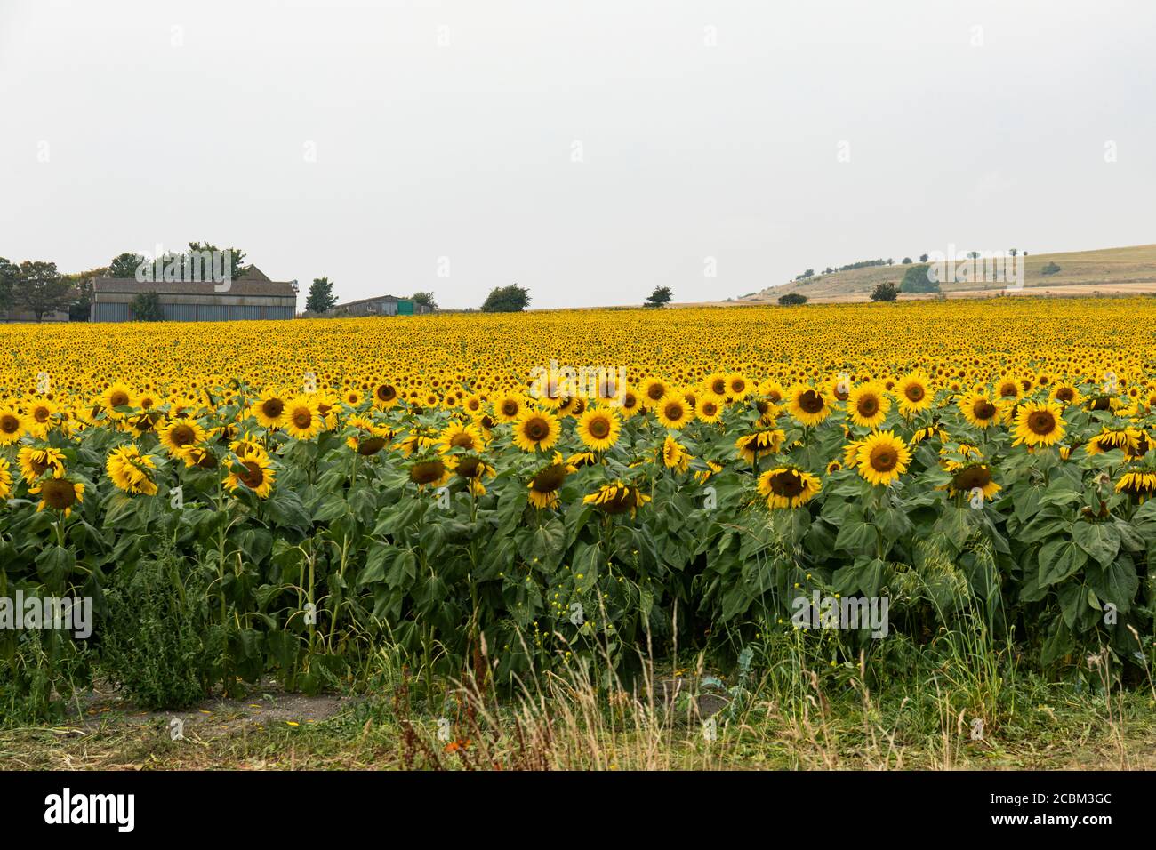 A Sunflower field full of bright sunflowers near Stanton St Bernard, Wiltshire.  Taken during a hot summer day with heat haze.  England, UK Stock Photo