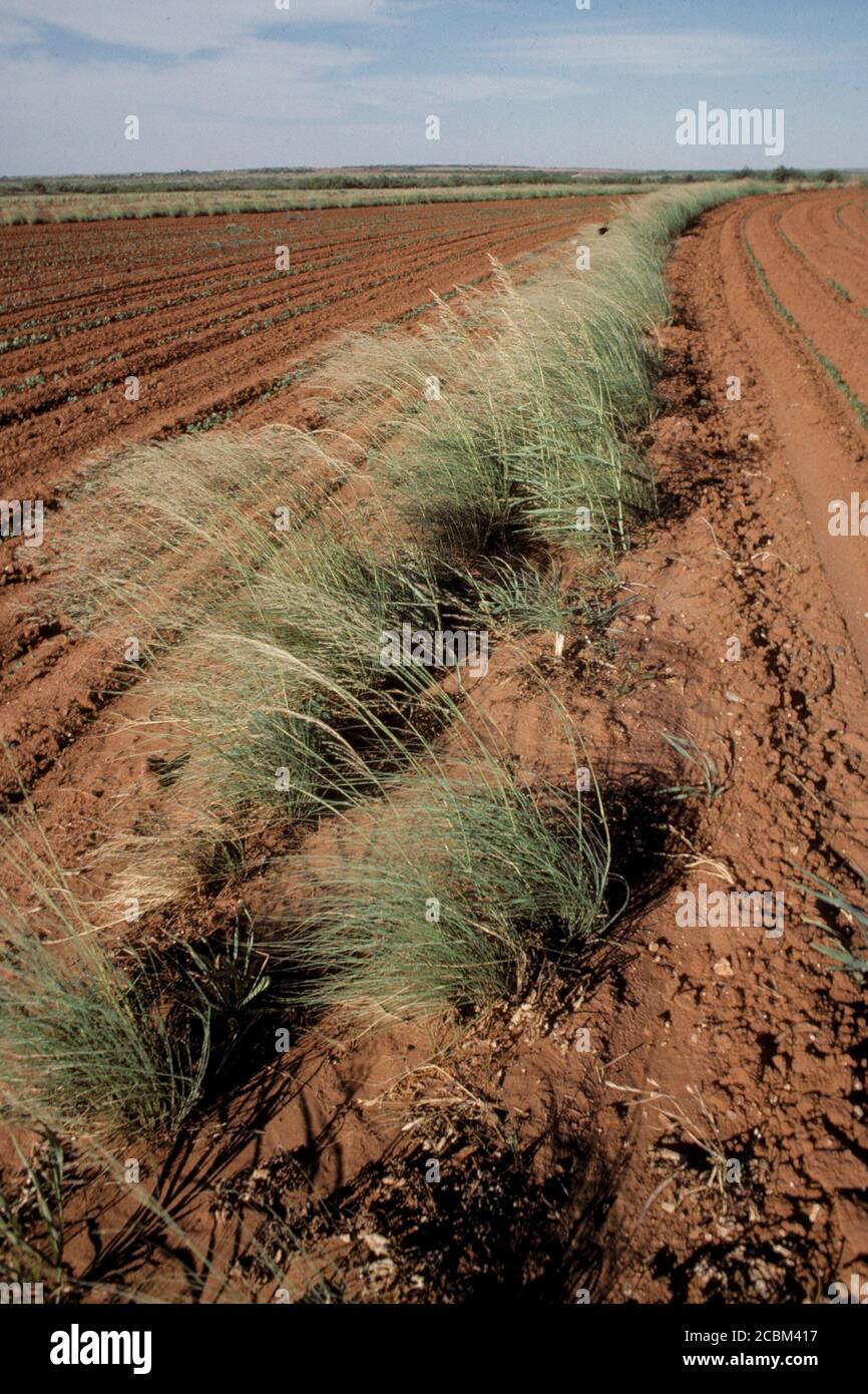 Between Grass Rows Pampas grass which is planted between rows of agricultural fields to ...