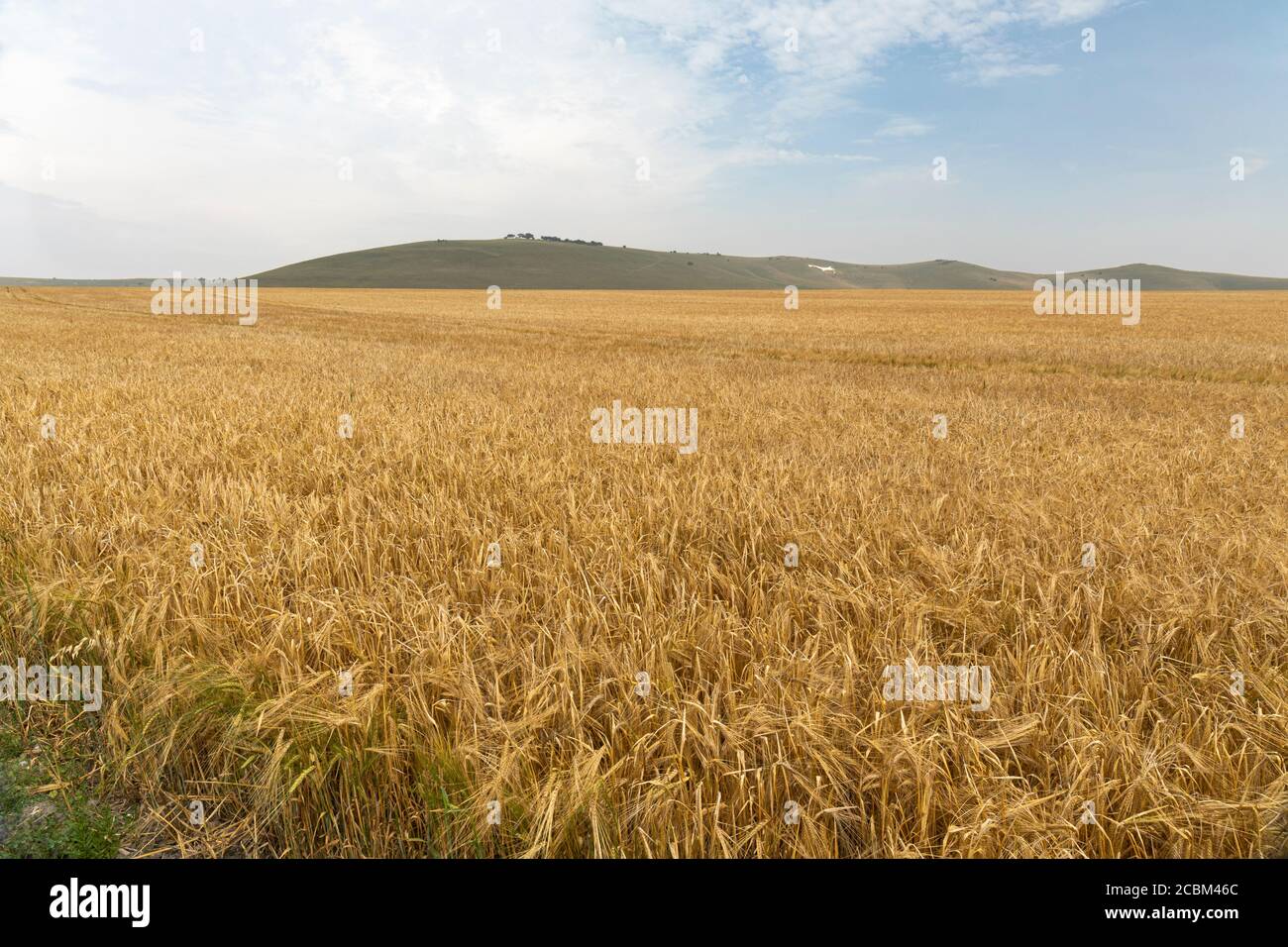 A field of ripening wheat in Stanton St Bernard with Alton Barnes white horse seen through summer heat haze in the background, Wiltshire, England, UK. Stock Photo