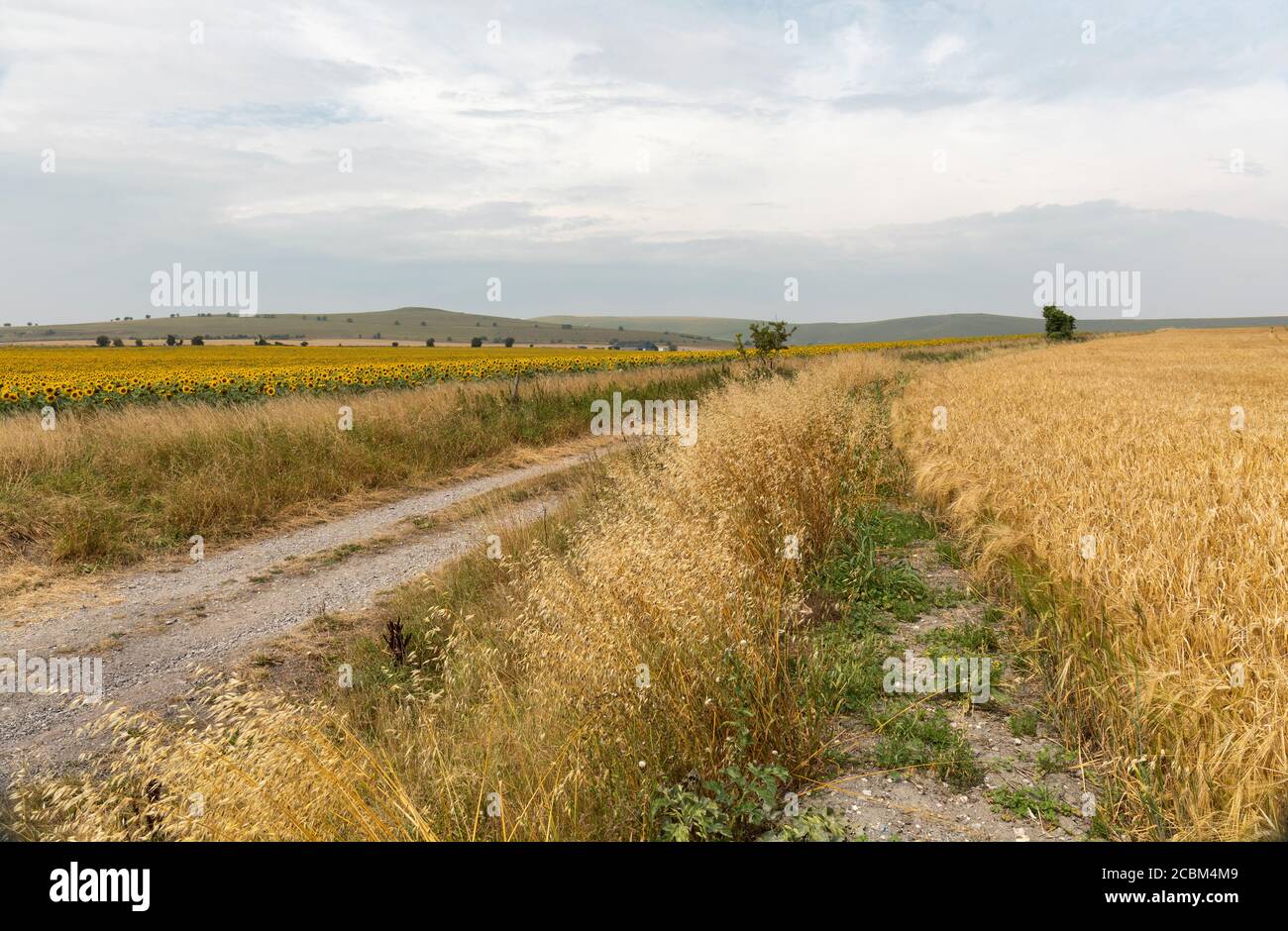 Track with sunflower field on one side and a ripening wheat field on the other. Stanton St Bernard, Vale of Pewsey, Wiltshire, England, UK Stock Photo