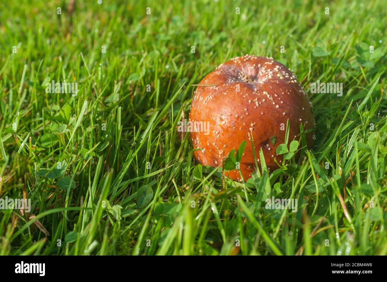 Brown rotten apple laying on green grass on the ground at Autumn Stock Photo