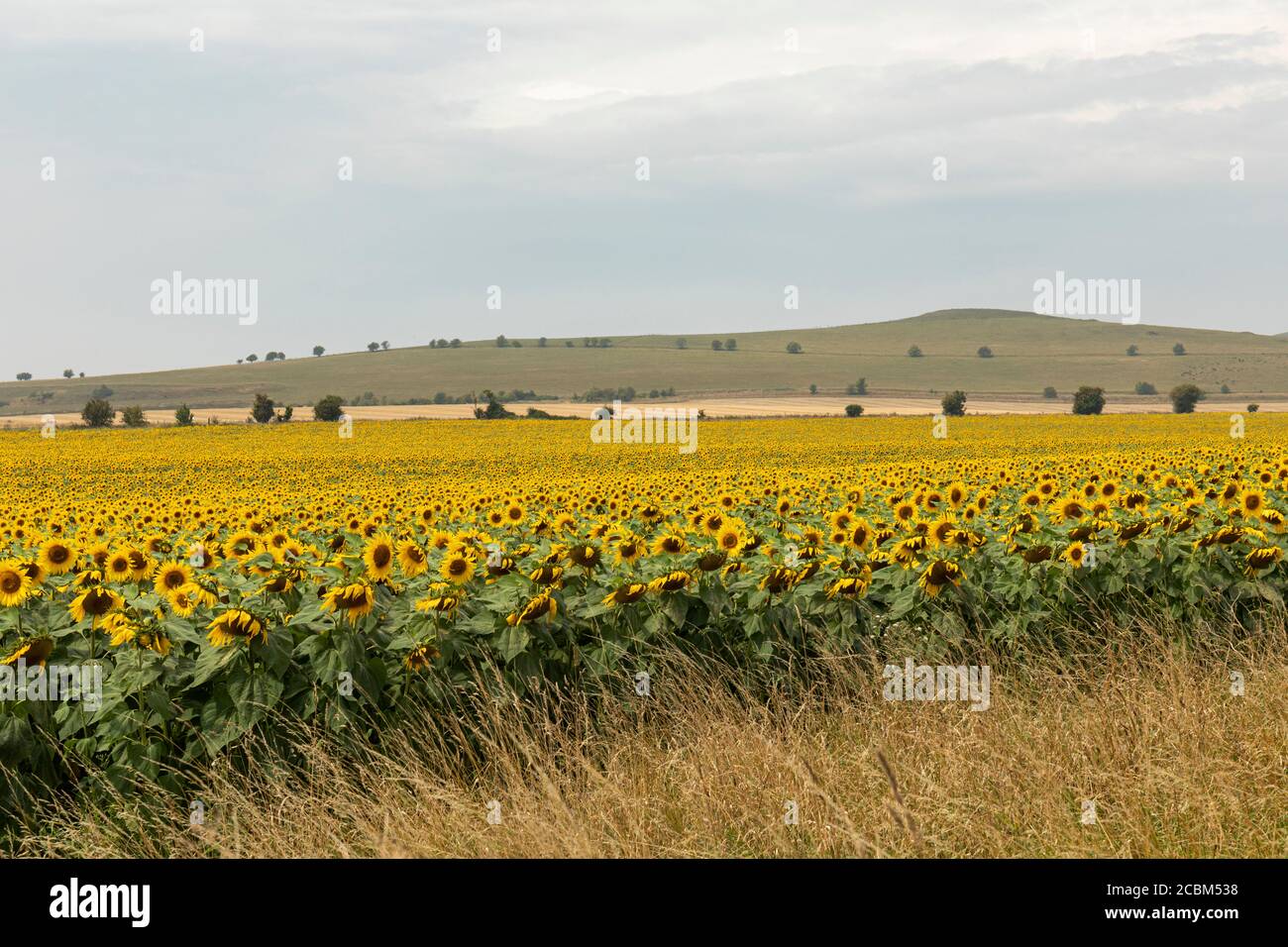 A Sunflower field full of bright sunflowers in Stanton St Bernard, Wiltshire.  Taken during a hot summer day with heat haze. Pewsey Downs, England, UK Stock Photo