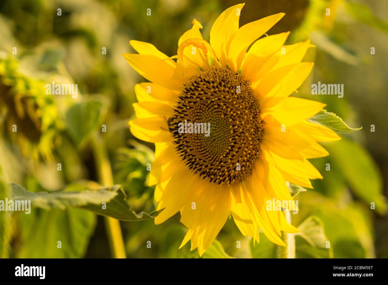 Sunflower blooming in the field on a sunny summer day closeup. Selective focus Stock Photo
