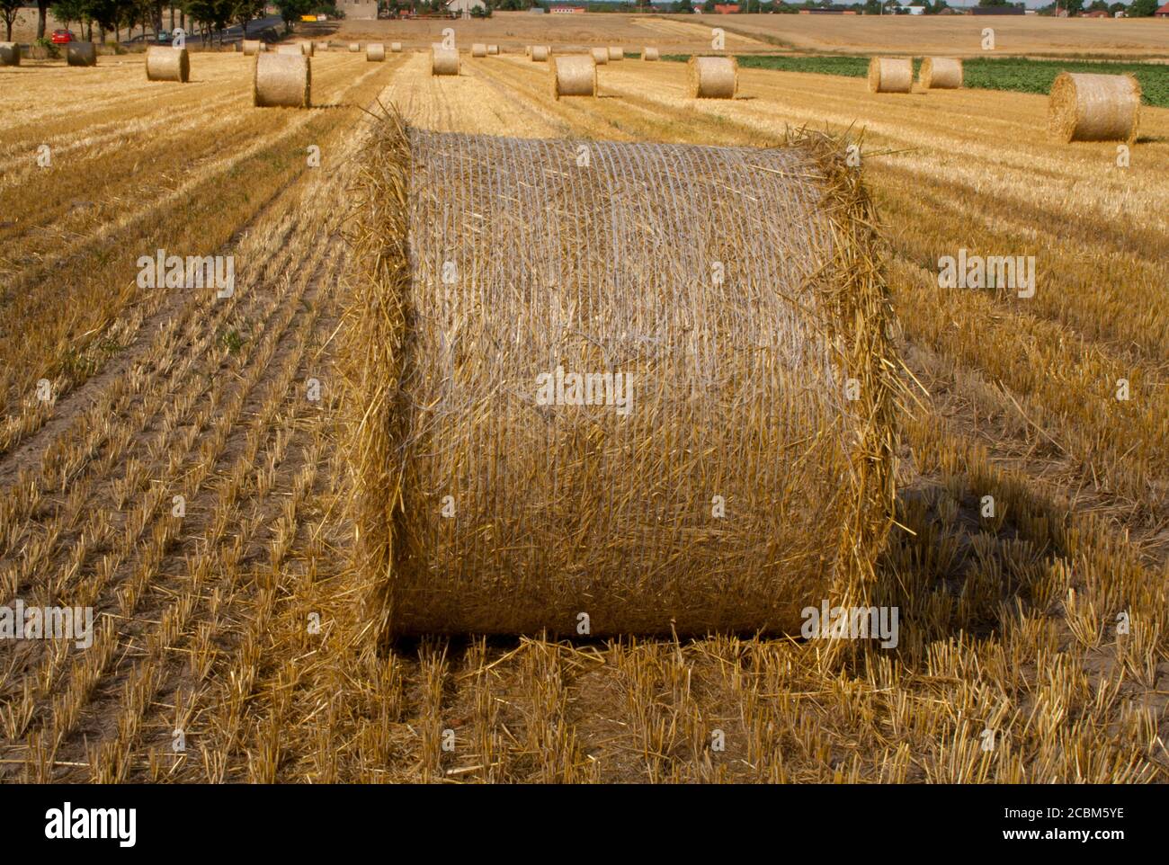 Hay Large bales Round bales are harder to handle than square bales but