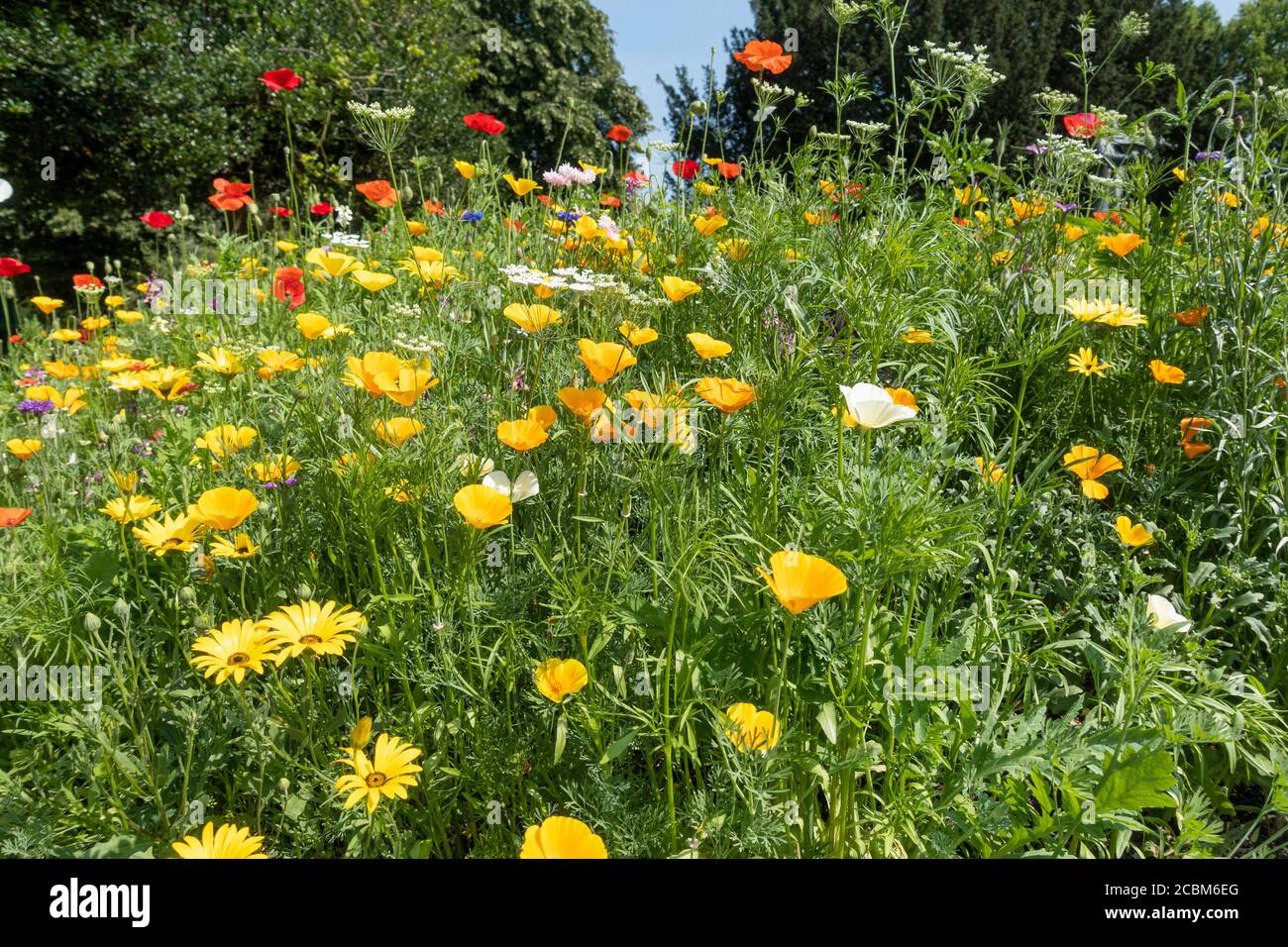 Wildflowers planted in The Parade Gardens in Bath to encourage bees, (lets get buzzing) City of Bath, Somerset, England, UK Stock Photo