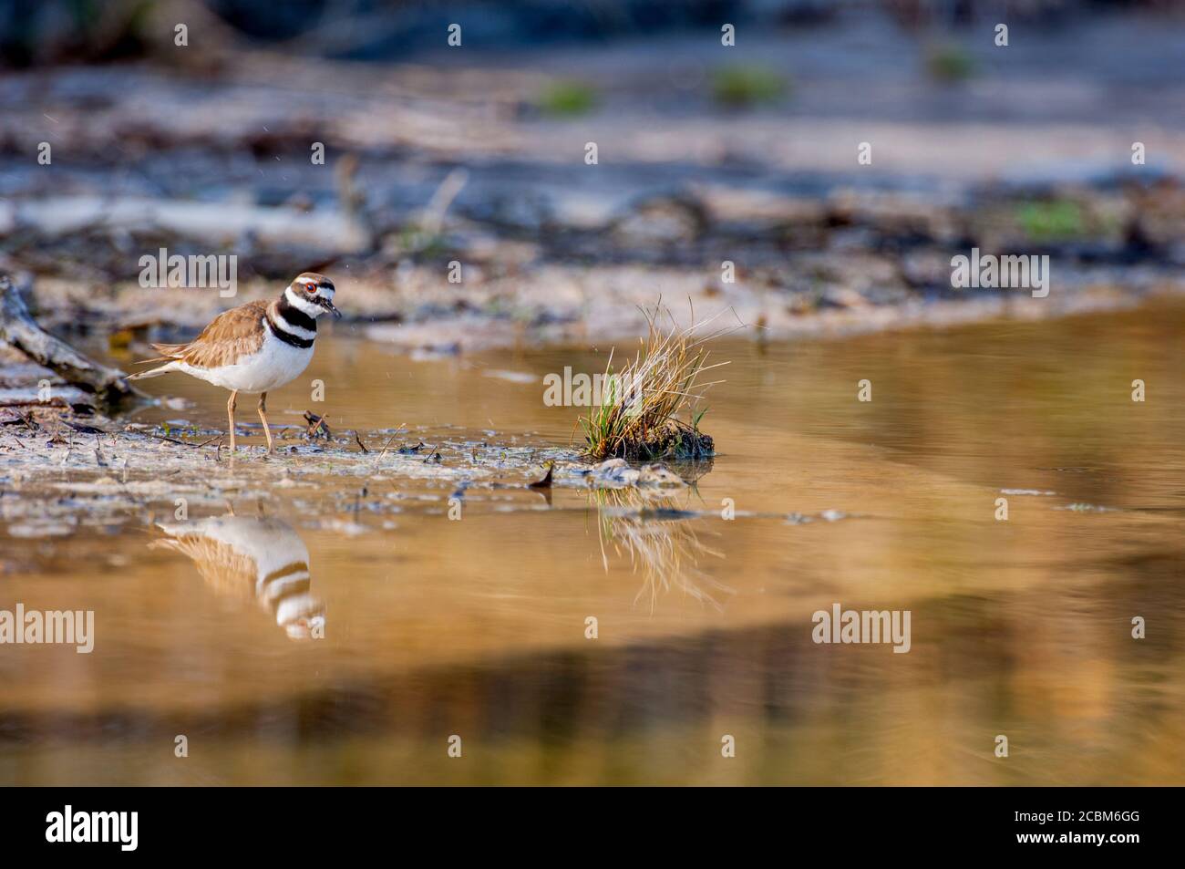 A killdeer (Charadrius vociferus), a large plover, along a river in the