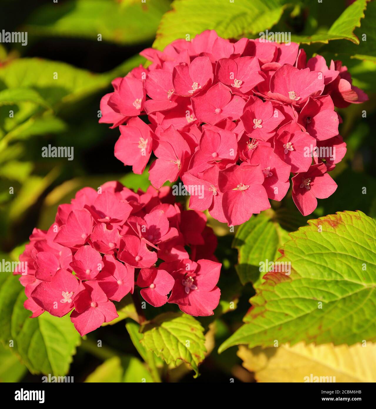 Pink Mophead flowers, Latin name - Hydrangea Macrophylla. Stock Photo