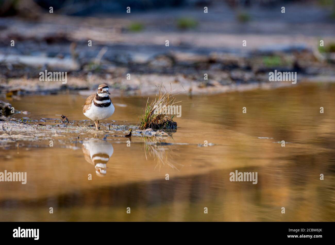 A killdeer (Charadrius vociferus), a large plover, along a river in the