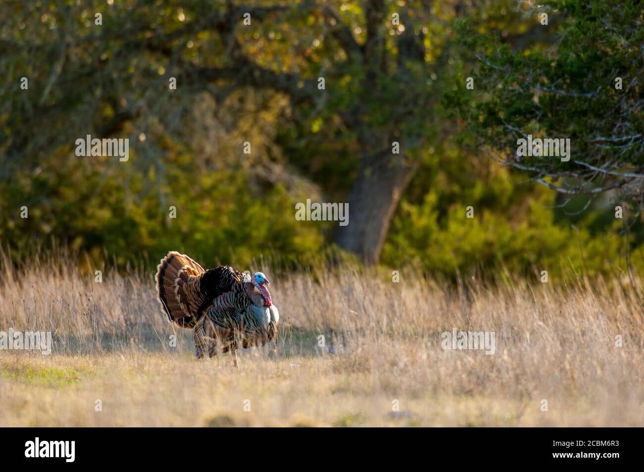 A male turkey is displaying (mating behavior) in the Hill Country of ...