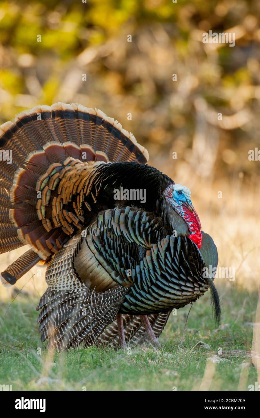 A male turkey is displaying (mating behavior) in the Hill Country of ...