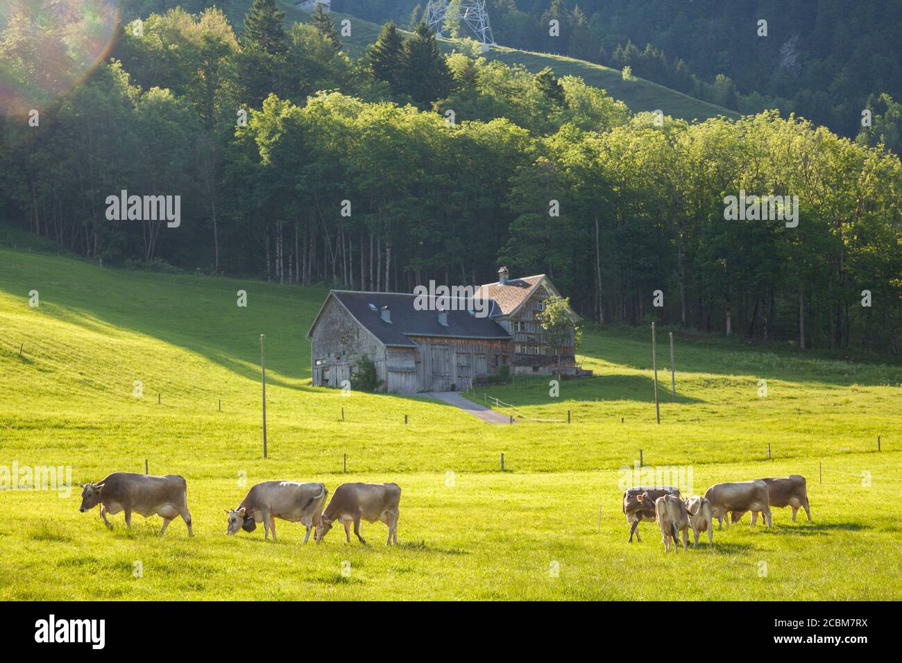 Cows graze by a traditional Appenzeller farmhouse outside Brülisau, Appenzell Innerrhoden, Switzerland. Stock Photo