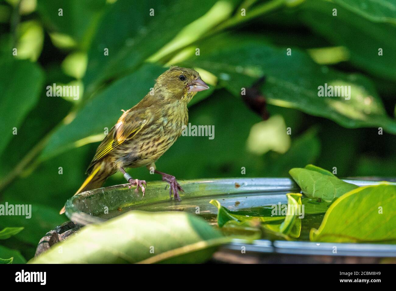 Common garden bird the Greenfinch at a feeding station. Stock Photo