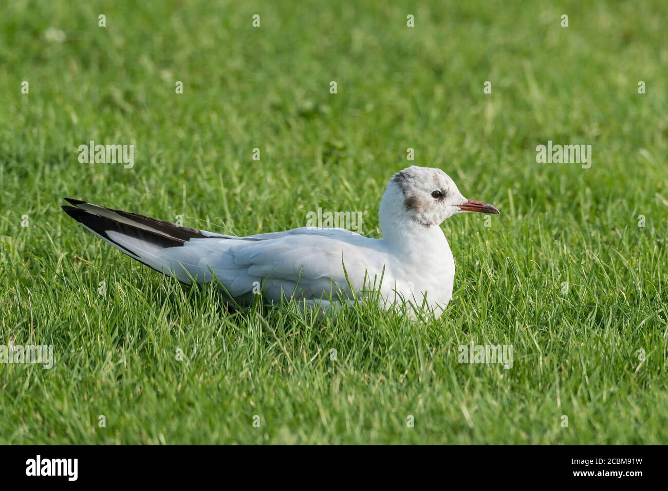 Juvenile black headed gull on the ground. Stock Photo