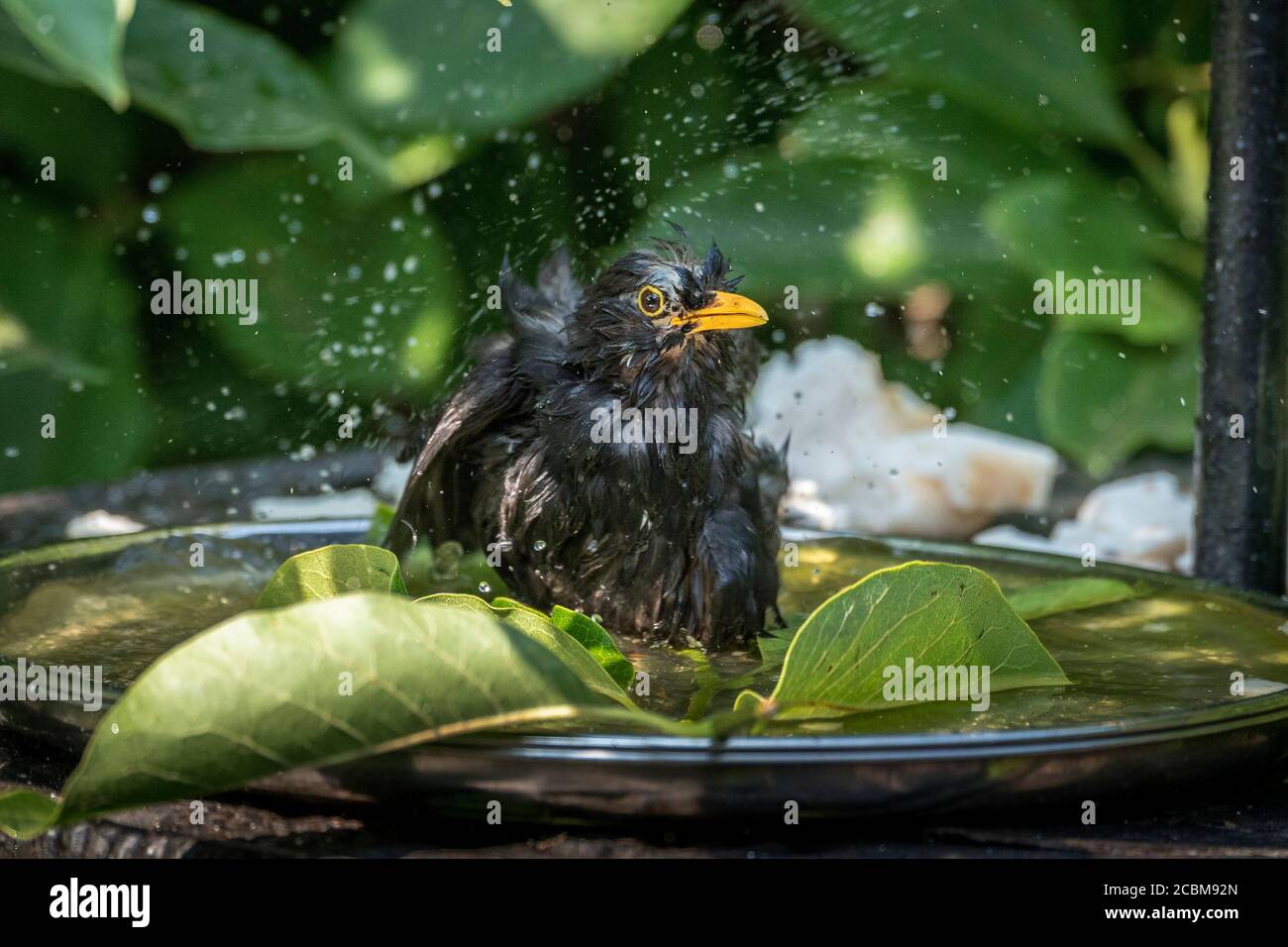 Common garden bird a male blackbird taking a bath in a birdbath. Stock Photo