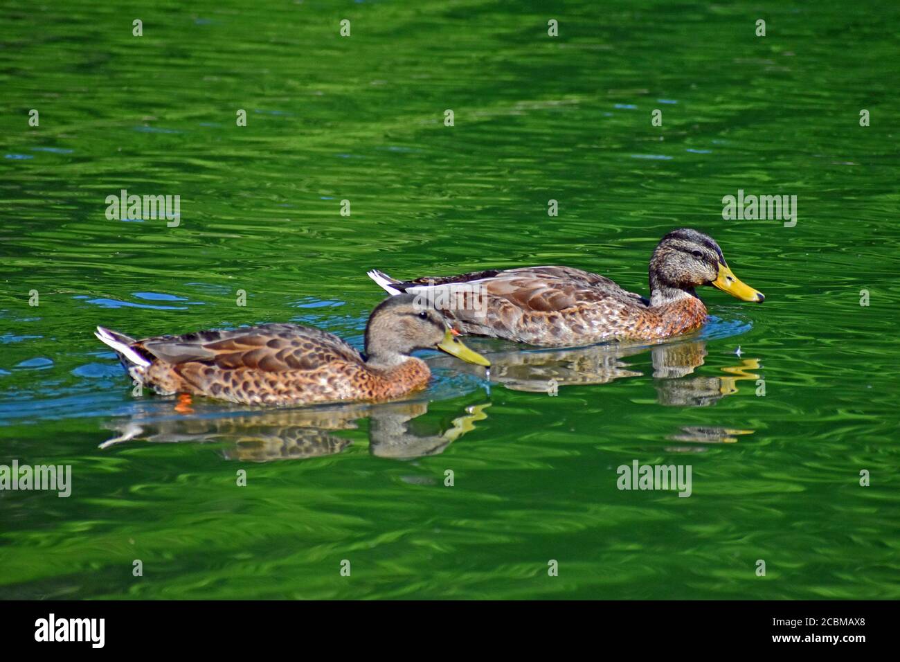 Two Mallard hens perform a swim-by. Stock Photo