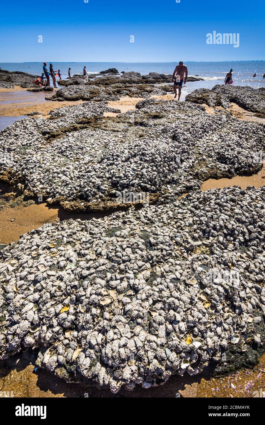 Wild oysters on rocky beach at Plage de la Fontaine aux Bretons - Pornic, Loire-Atlantique, France. Stock Photo