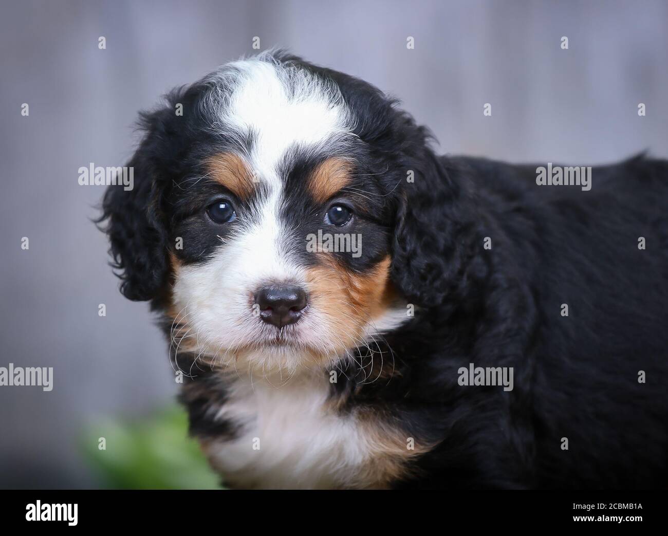 F1 Tri-colored Miniature Bernedoodle Puppy closeup Stock Photo