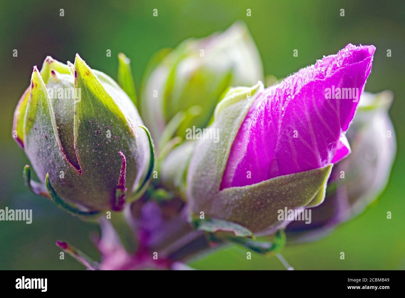 Rose of Sharon buds show color and detail Stock Photo Alamy