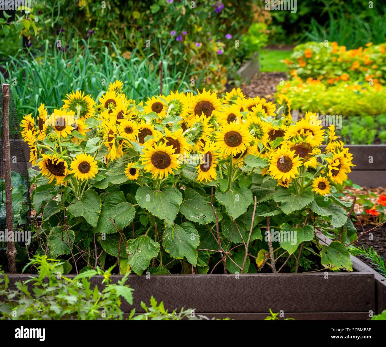 Sunflowers growing in a raised bed, in a vegetable garden. UK Stock