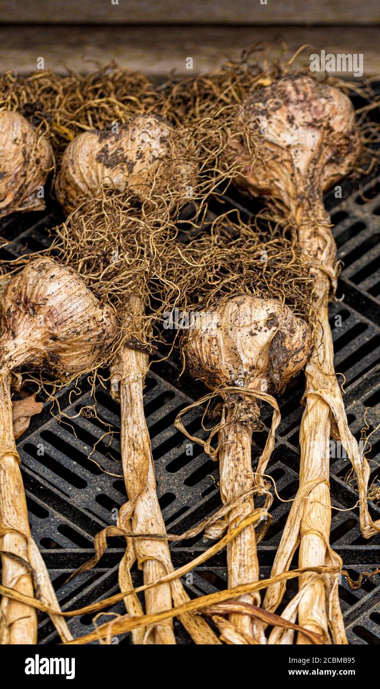 Drying curing rack hi-res stock photography and images - Alamy