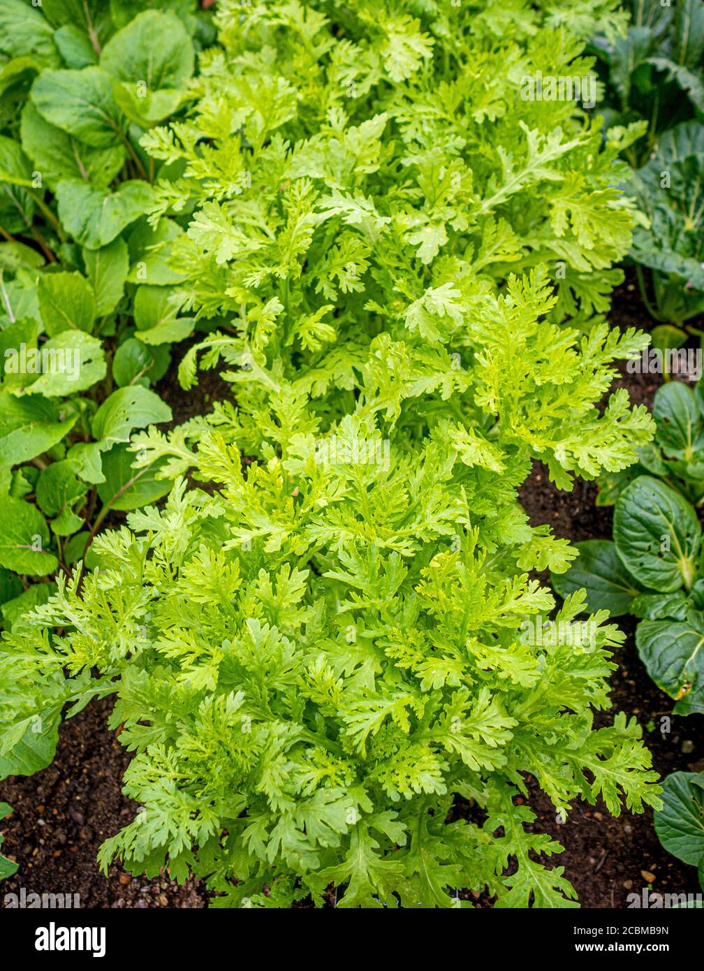 Chopsuey Greens 'Shungiku' growing in a UK vegetable garden Stock Photo