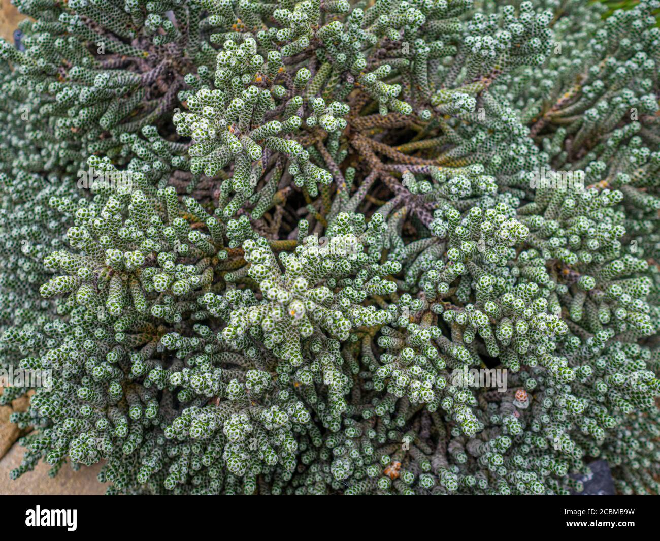 Close-up of the alpine plant, Ozothamnus coralloides, commonly know as Coral Shrub. Stock Photo