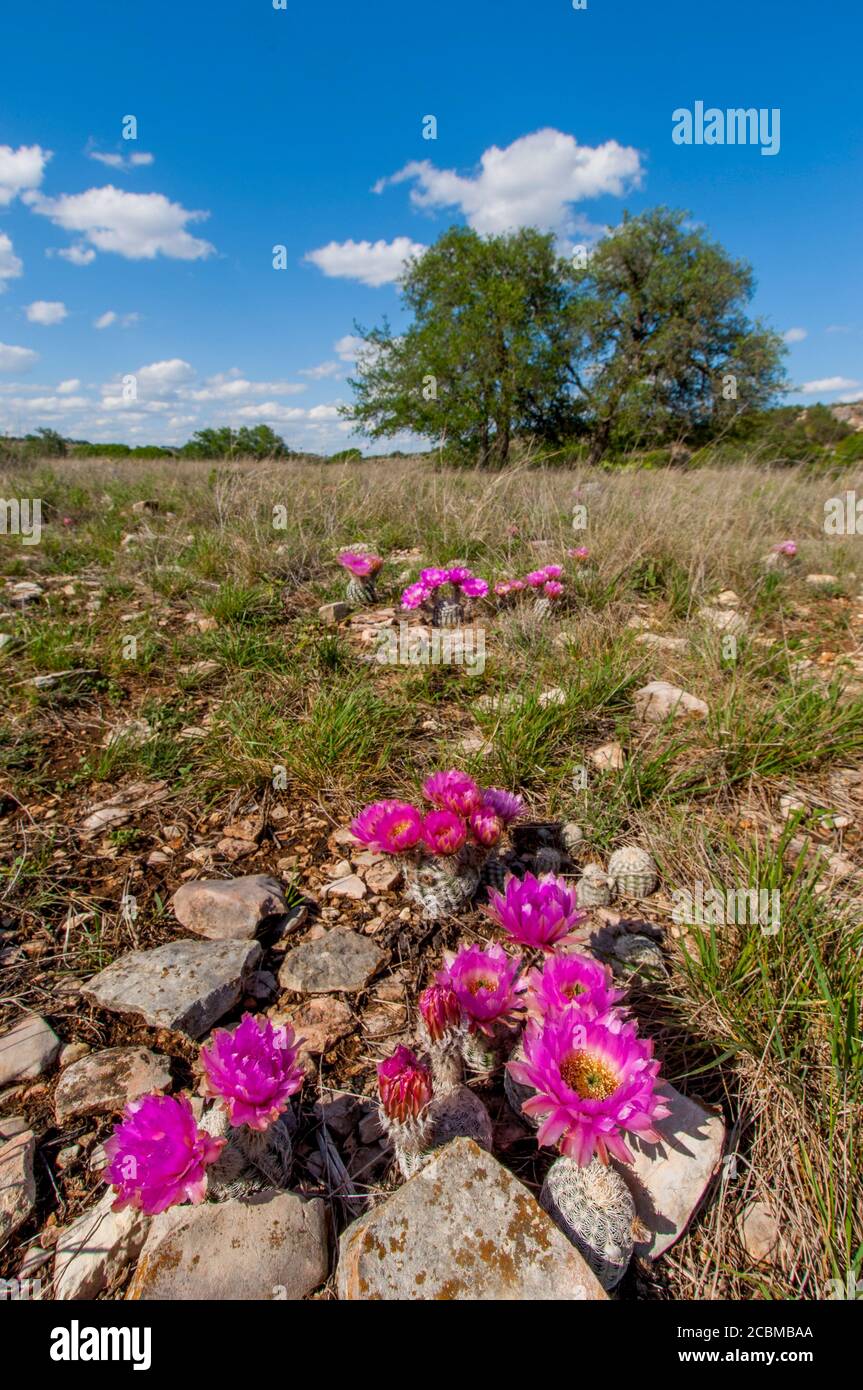 Flowering Comb hedgehog cacti (Echinocereus reichenbachii var. reichenbachii) in the Hill Country of Texas near Hunt, USA. Stock Photo