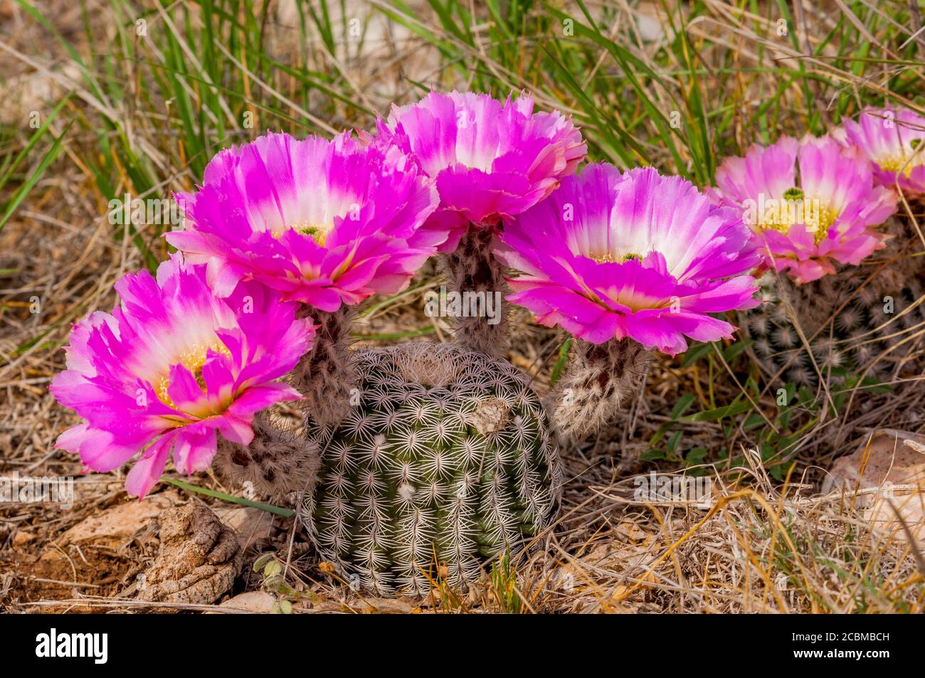 Flowering Comb hedgehog cacti (Echinocereus reichenbachii var. reichenbachii) in the Hill Country of Texas near Hunt, USA. Stock Photo