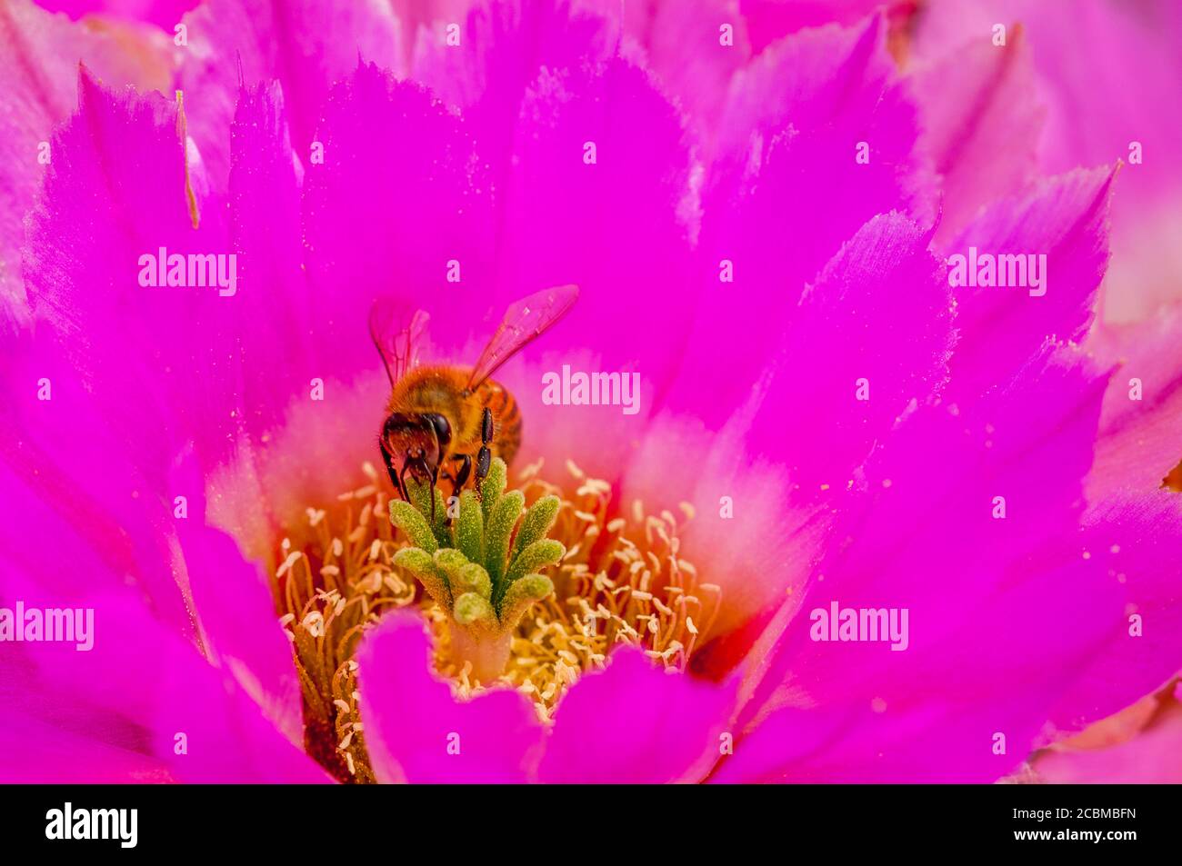 Close-up of a bee in a flowering Comb hedgehog cacti (Echinocereus reichenbachii var. reichenbachii) in the Hill Country of Texas near Hunt, USA. Stock Photo