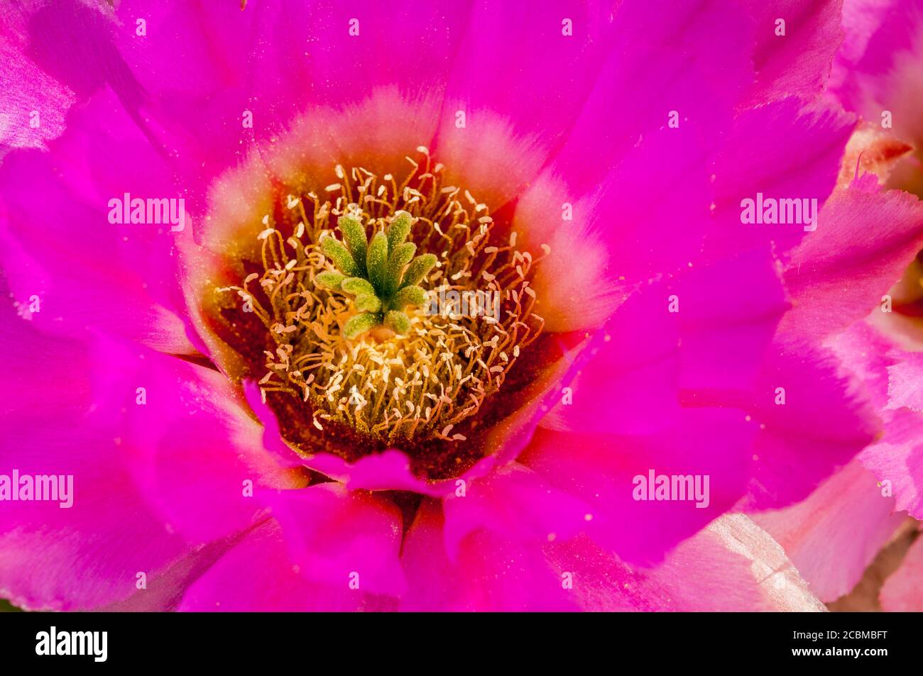 Close-up of flowering Comb hedgehog cacti (Echinocereus reichenbachii var. reichenbachii) in the Hill Country of Texas near Hunt, USA. Stock Photo