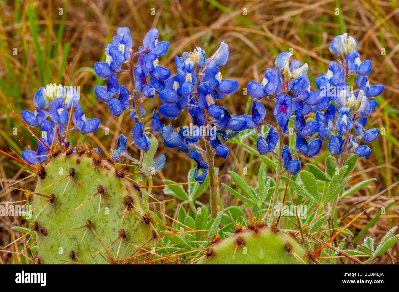 Bluebonnets (Lupinus texensis) and Opuntia, commonly called prickly pear, cacti in the Hill Country of Texas near Hunt, USA. Stock Photo