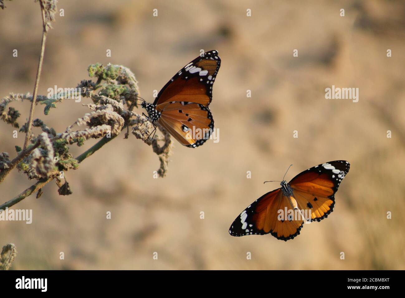 Two beautiful monarch butterflies closeup Stock Photo